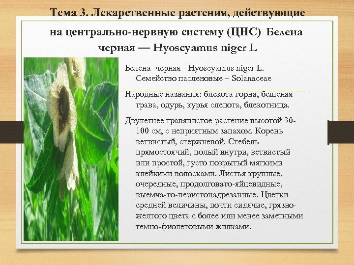 Тема 3. Лекарственные растения, действующие на центрально-нервную систему (ЦНС) Белена черная — Hyoscyamus niger