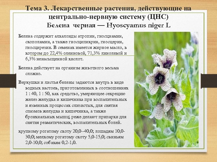 Тема 3. Лекарственные растения, действующие на центрально-нервную систему (ЦНС) Белена черная — Hyoscyamus niger