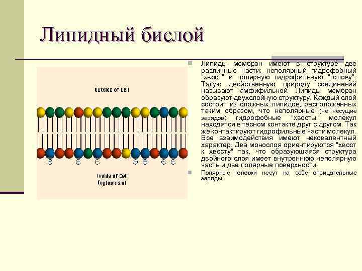 Липидный бислой n Липиды мембран имеют в структуре две различные части: неполярный гидрофобный 