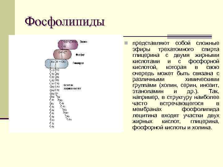 Фосфолипиды n представляют собой сложные эфиры трехатомного спирта глицерина с двумя жирными кислотами и