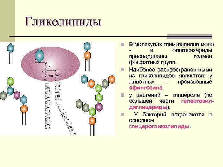 Гликолипиды n В молекулах гликолипидов моно n n n - и олигосахариды присоединены взамен