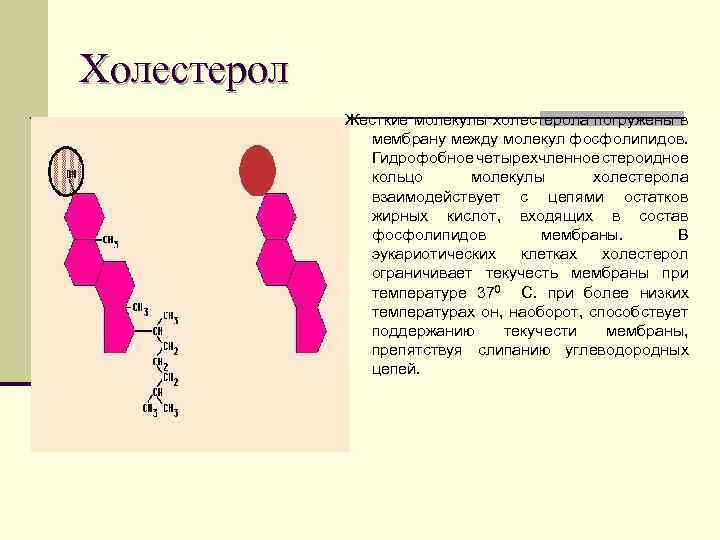 Холестерол Жесткие молекулы холестерола погружены в мембрану между молекул фосфолипидов. Гидрофобное четырехчленное стероидное кольцо