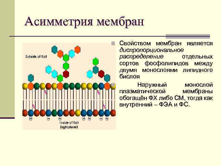 Физические свойства мембран