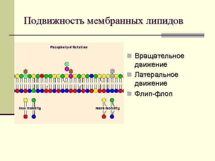 Подвижность мембранных липидов n Вращательное движение n Латеральное движение n Флип-флоп 