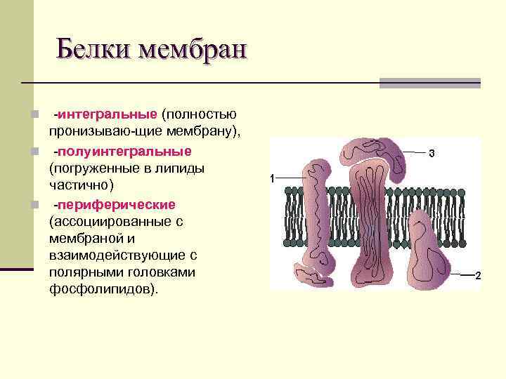 Мембранный белок