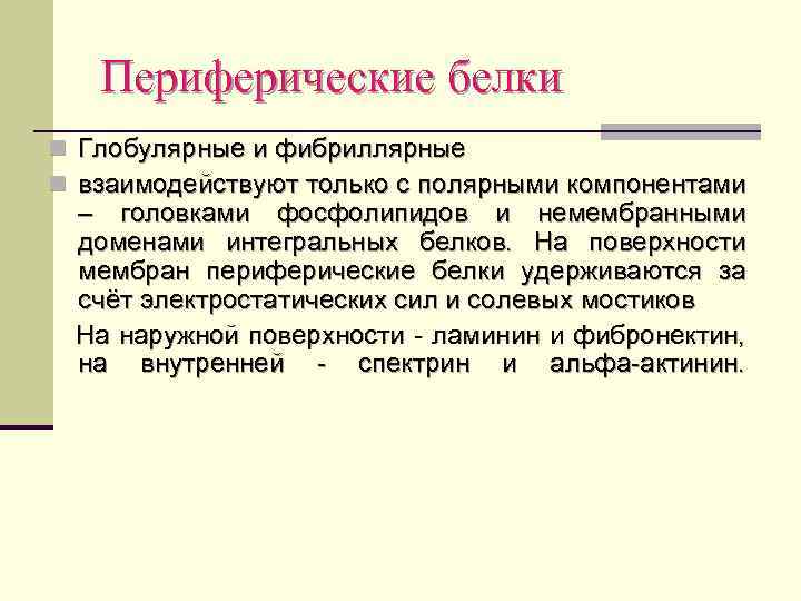 Периферические белки n Глобулярные и фибриллярные n взаимодействуют только с полярными компонентами – головками