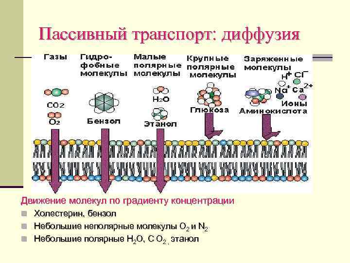 Пассивный транспорт веществ. Пассивный транспорт. Диффузия пассивный транспорт. Пассивный котранспорт. Пассивный транспорт простая диффузия.