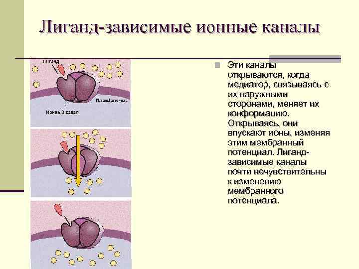 Лиганд-зависимые ионные каналы n Эти каналы открываются, когда медиатор, связываясь с их наружными сторонами,