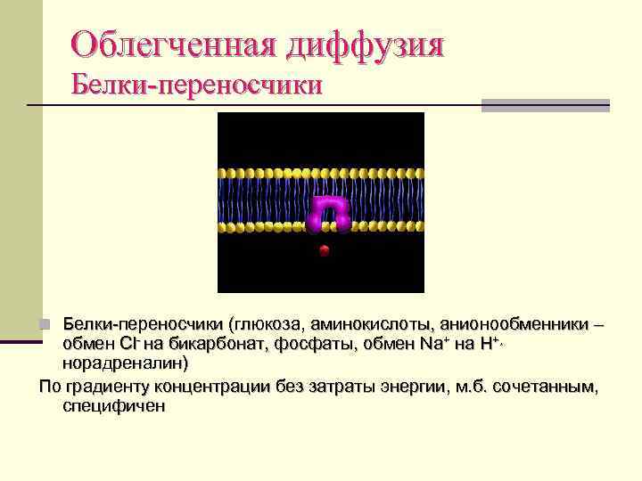 Облегченная диффузия Белки-переносчики n Белки-переносчики (глюкоза, аминокислоты, анионообменники – обмен Cl- на бикарбонат, фосфаты,