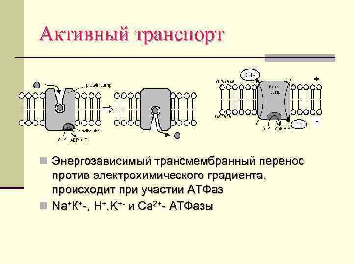 Активный транспорт n Энергозависимый трансмембранный перенос против электрохимического градиента, происходит при участии АТФаз n