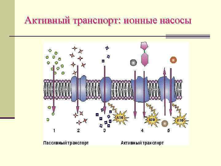 Активный транспорт: ионные насосы 