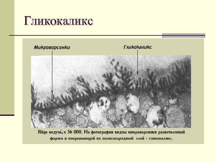 Что такое гликокаликс. Гликокаликс Электронограмма. Гликокаликс у цианобактерии. Гликокаликс микроворсинки. Функции гликокаликса.