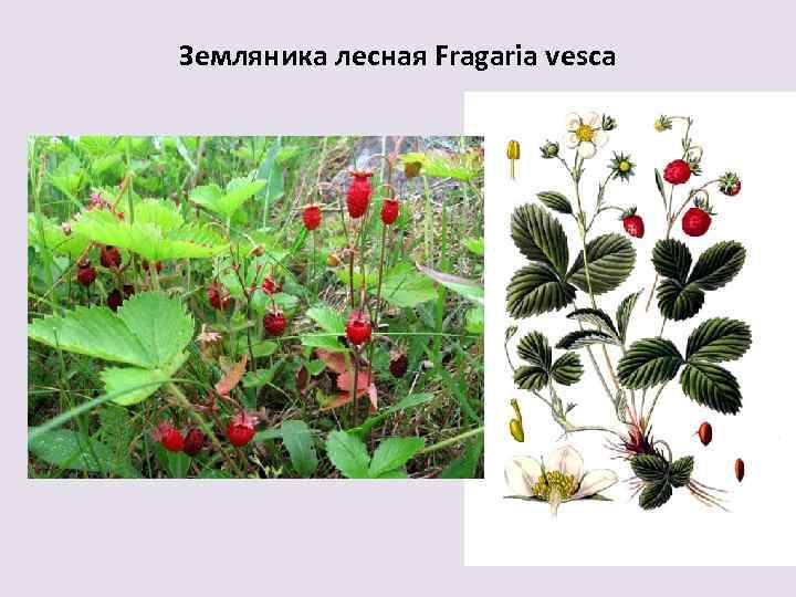 Земляника лесная Fragaria vesca 