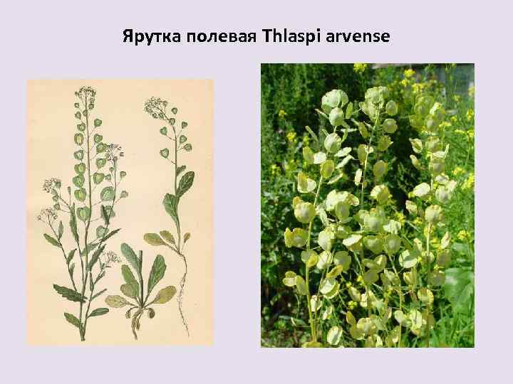 Ярутка полевая Thlaspi arvense 