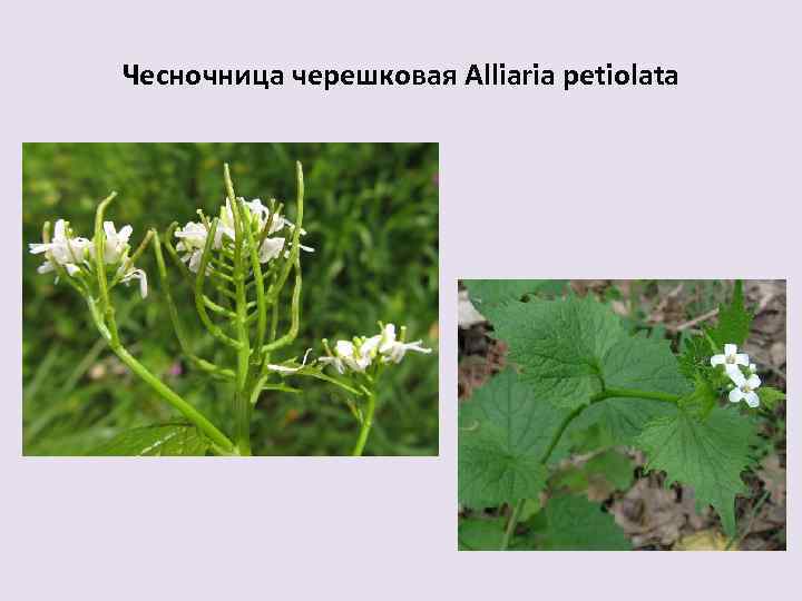 Чесночница черешковая Alliaria petiolata 