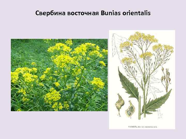 Свербина восточная Bunias orientalis 