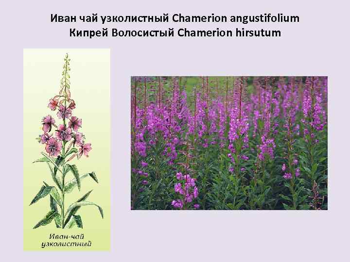 Иван чай узколистный Chamerion angustifolium Кипрей Волосистый Chamerion hirsutum 