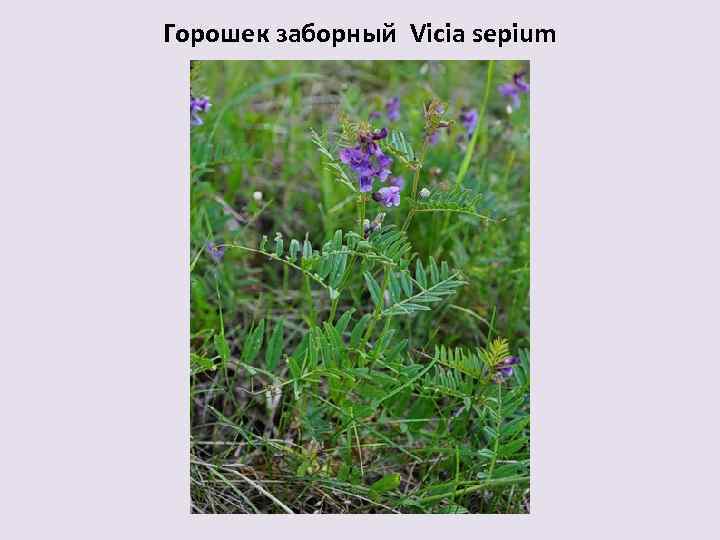 Горошек заборный Vicia sepium 