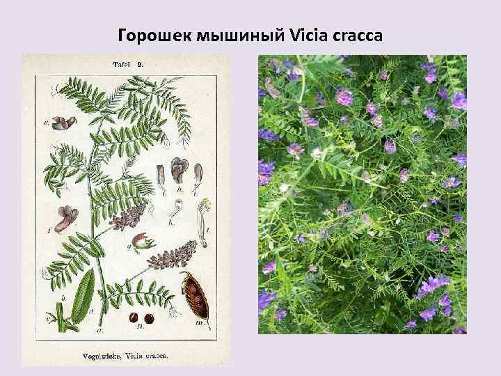 Горошек мышиный Vicia cracca 