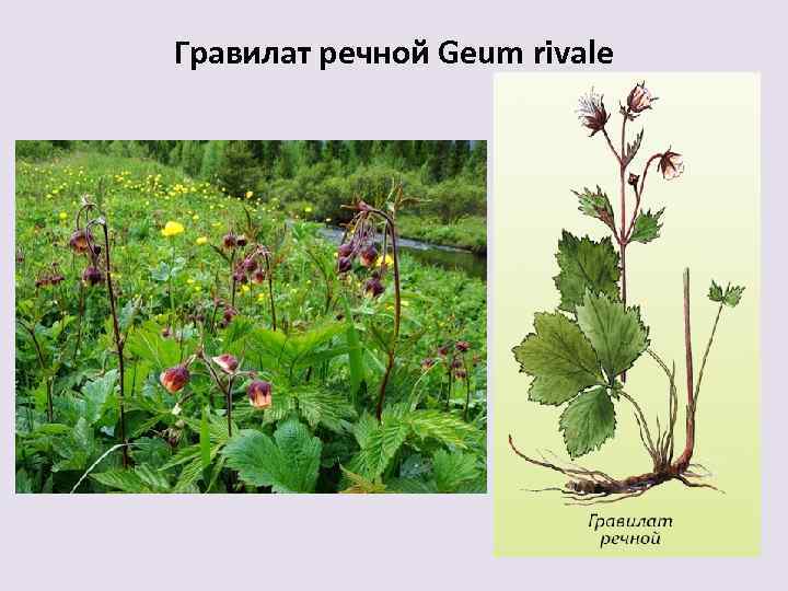 Гравилат речной Geum rivale 