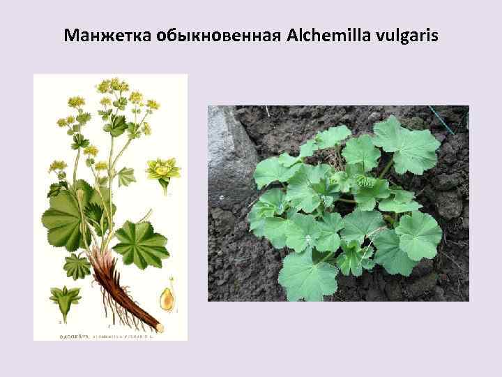 Манжетка обыкновенная Alchemilla vulgaris 