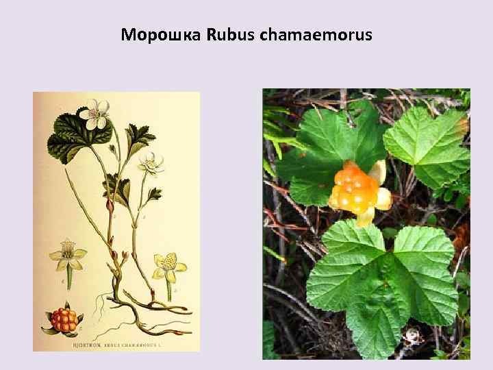 Морошка Rubus chamaemorus 