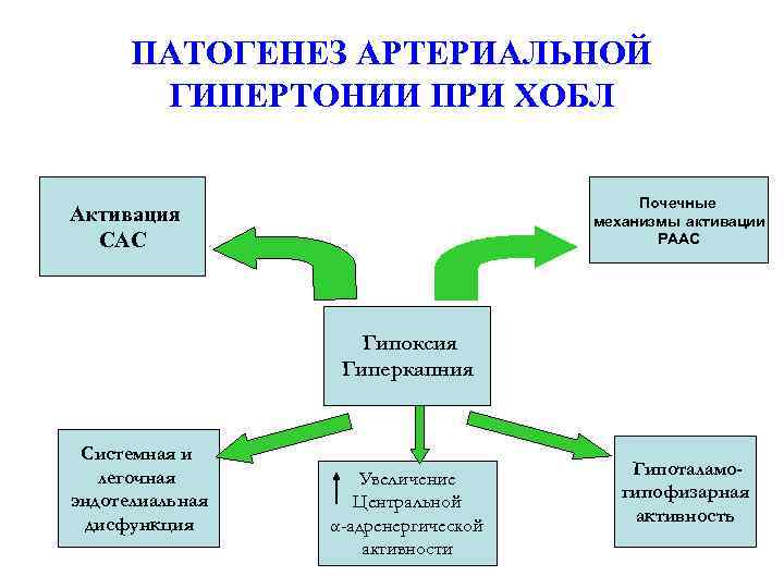 Активация сас. Артериальная гипертензия патогенез САС. Механизм развития артериальной гипертонии. Этиология и патогенез АГ. Патогенез артериальной гипертонии.