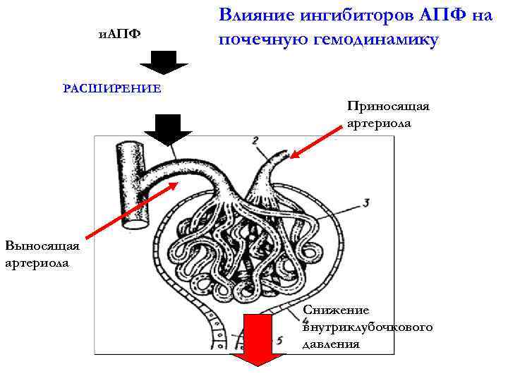 и. АПФ Влияние ингибиторов АПФ на почечную гемодинамику РАСШИРЕНИЕ Приносящая артериола Выносящая артериола 92