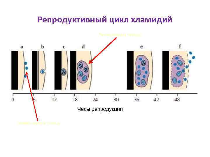 Жизненный цикл хламидий схема