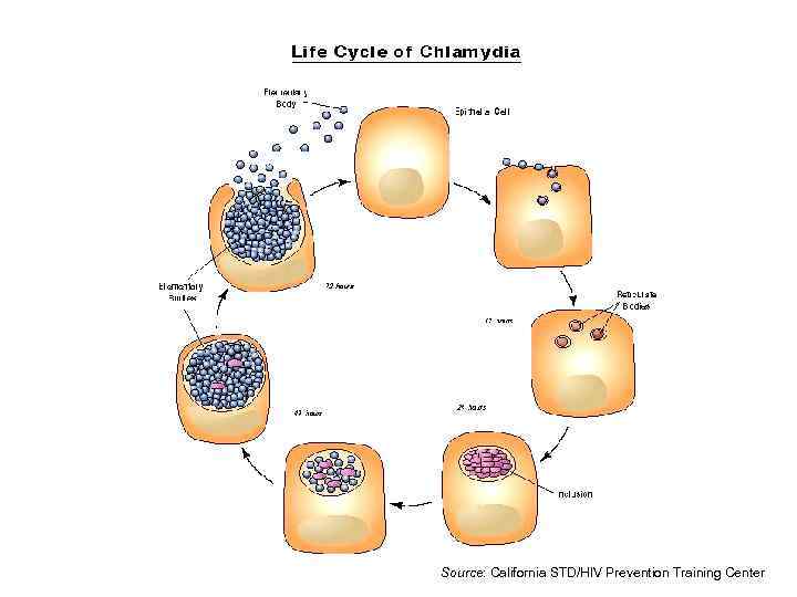 Source: California STD/HIV Prevention Training Center 