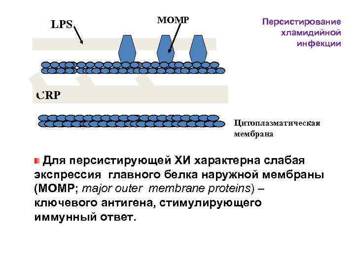 LPS MOMP Персистирование хламидийной инфекции CRP Цитоплазматическая мембрана Для персистирующей ХИ характерна слабая экспрессия