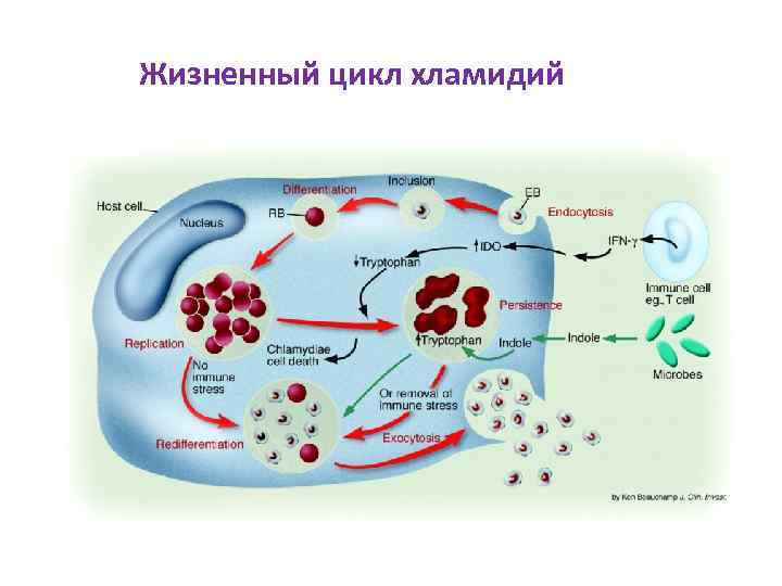 Жизненный цикл хламидий 