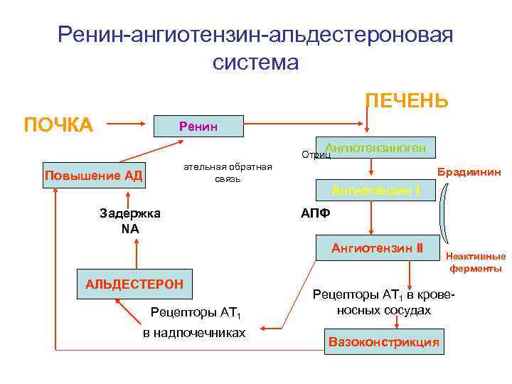 Ренин-ангиотензин-альдестероновая система ПЕЧЕНЬ Ренин ПОЧКА Ангиотензиноген Отриц ательная обратная связь Повышение АД Задержка NA