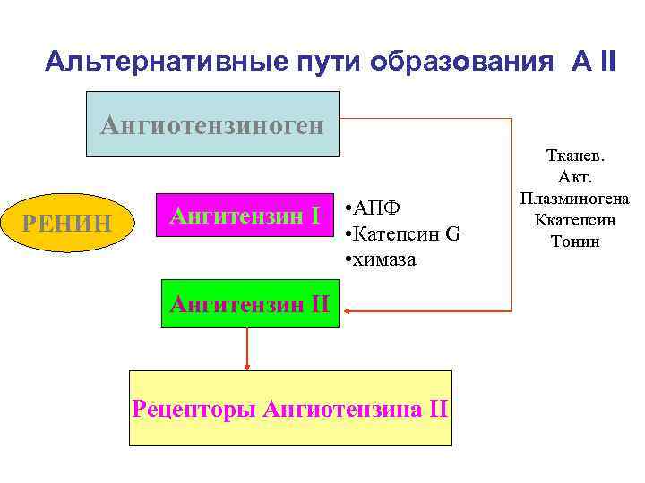 Альтернативные пути образования A II Ангиотензиноген РЕНИН Ангитензин I • АПФ • Катепсин G