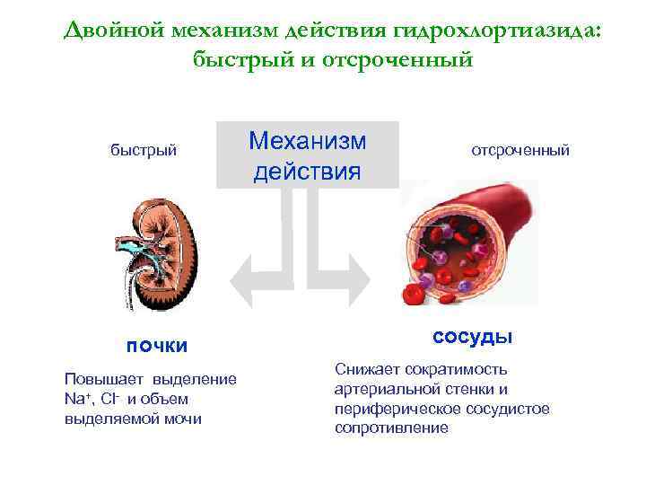 Двойной механизм действия гидрохлортиазида: быстрый и отсроченный быстрый почки Повышает выделение Na+, Cl- и