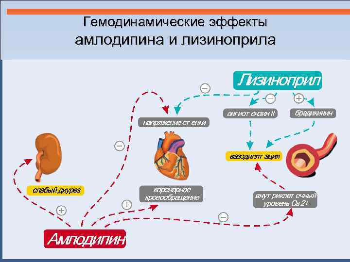 Гемодинамические эффекты амлодипина и лизиноприла 44 