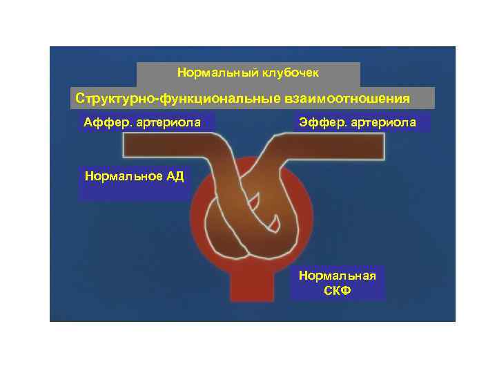 Нормальный клубочек Структурно-функциональные взаимоотношения Аффер. артериола Эффер. артериола Нормальное АД Нормальная СКФ 