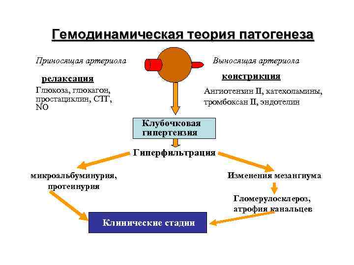 Гемодинамическая теория патогенеза Приносящая артериола Выносящая артериола констрикция релаксация Глюкоза, глюкагон, простациклин, СТГ, NO