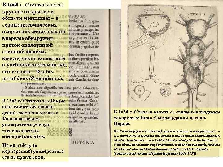В 1660 г. Стенсен сделал крупное открытие в области медицины – в серии анатомических