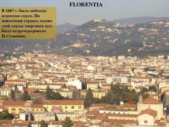 FLORENTIA В 1667 г. была поймана огромная акула. По повелению герцога голова этой акулы
