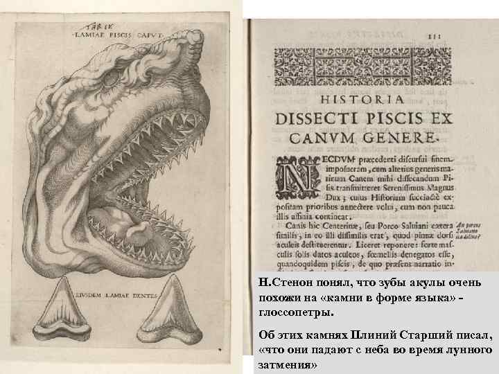 Н. Стенон понял, что зубы акулы очень похожи на «камни в форме языка» глоссопетры.