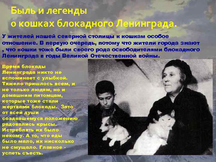 Быль и легенды о кошках блокадного Ленинграда. У жителей нашей северной столицы к кошкам