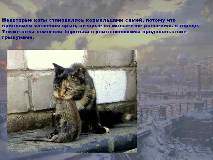 Некоторые коты становились кормильцами семей, потому что приносили хозяевам крыс, которые во множестве развелись