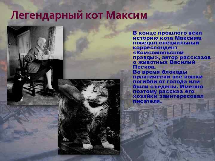 Легендарный кот Максим В конце прошлого века историю кота Максима поведал специальный корреспондент «Комсомольской