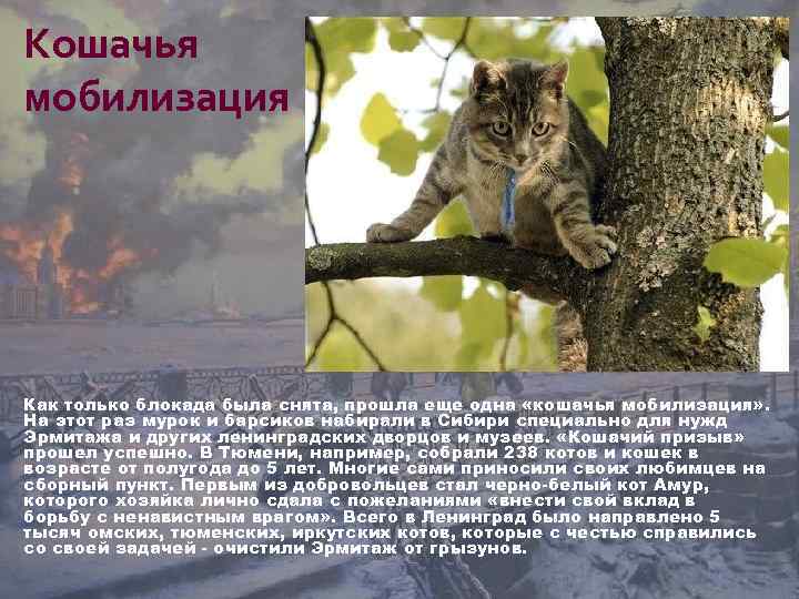 Кошачья мобилизация Как только блокада была снята, прошла еще одна «кошачья мобилизация» . На