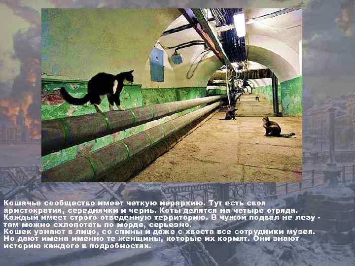 Кошачье сообщество имеет четкую иерархию. Тут есть своя аристократия, середнячки и чернь. Коты делятся