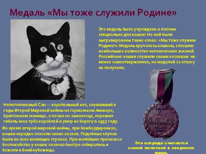 Медаль «Мы тоже служили Родине» Эта медаль была учреждена в Англии специально для кошек!