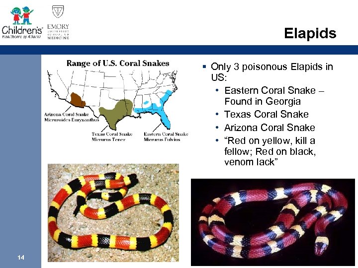 Elapids § Only 3 poisonous Elapids in US: • Eastern Coral Snake – Found