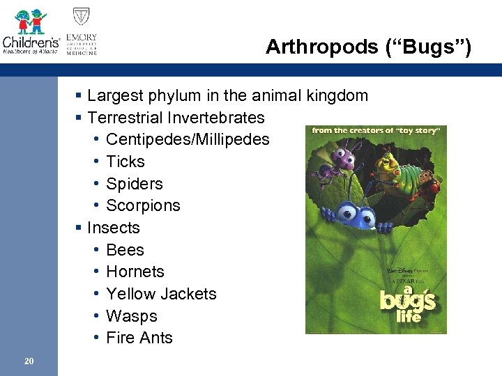 Arthropods (“Bugs”) § Largest phylum in the animal kingdom § Terrestrial Invertebrates • Centipedes/Millipedes