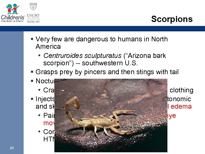 Scorpions § Very few are dangerous to humans in North America • Centruroides sculpturatus